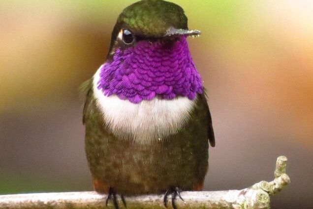Birdwatching day in Chingaza and Observatorio de Colibries