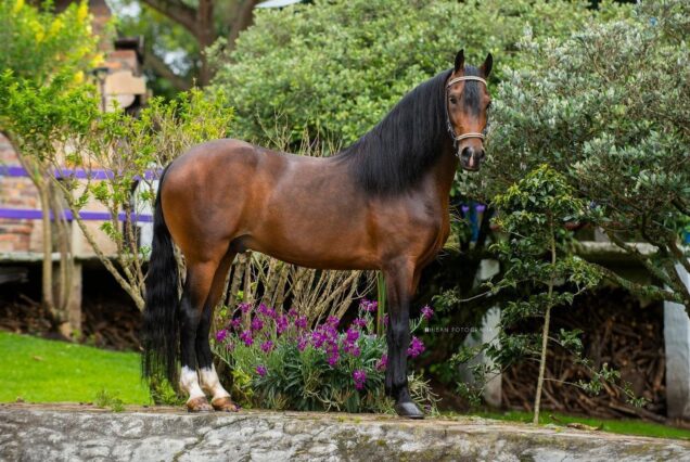 Private Guided Tour of Colombia’s Paso Fino Horse